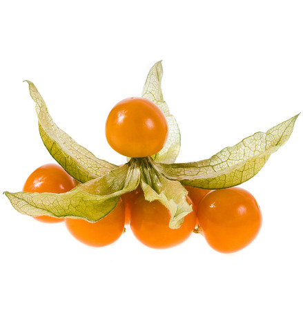 Physalis isolated on white backgroundの写真素材