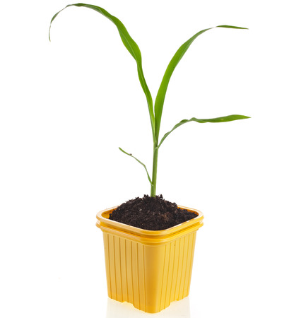 corn seedlings in a disposable yellow plastic flowerpot isolated on white backgroundの写真素材