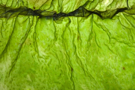 seaweed kelp   laminaria   surface top view close up macro shot texture background