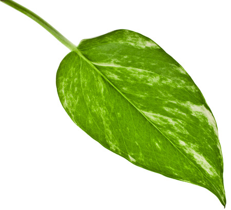 One Single leaf plant epipremnum scindapsus close up isolated on white backgroundの写真素材
