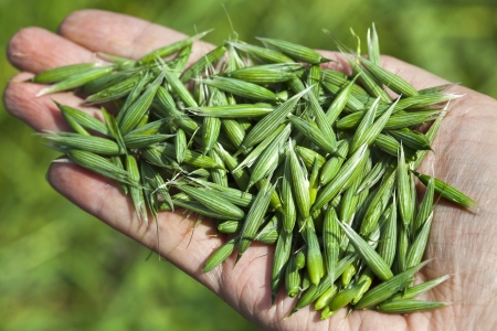 a handful of ripe green oats surface top view close up on the background of the summer fieldの写真素材
