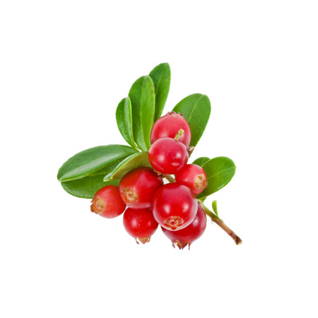 Cowberry Lingonberry  Vaccinium vitis-idaea  isolated on white backgroundの写真素材