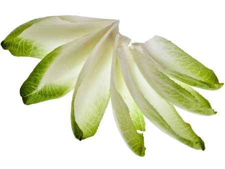 head of belgian endivechicory isolated on a white backgroundの写真素材