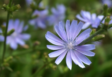     Close up Blue Chicory flower  Cichorium intybus                            の写真素材
