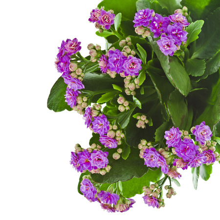 Kalanchoe Flower tropical succulent plant ornamental houseplant - isolated over white の写真素材