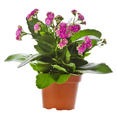 Kalanchoe Calandiva flowers in flower pot isolated on white の写真素材