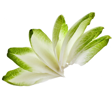 endive chicory leaves isolated on a white backgroundの写真素材