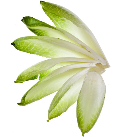 endive chicory leaves isolated on a white backgroundの写真素材