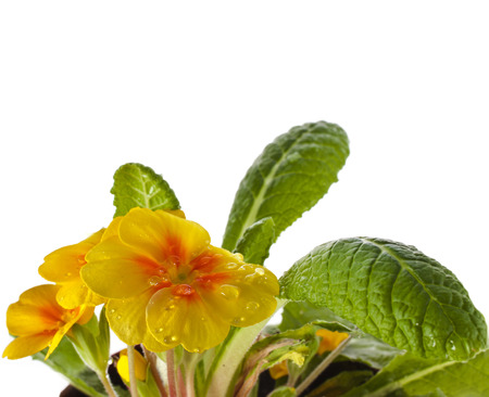 Yellow blossom of primula flower with water drops close up, isolated on white の写真素材