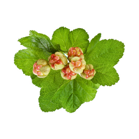 fresh cloudberry   Rubus chamaemorus  isolated on white 