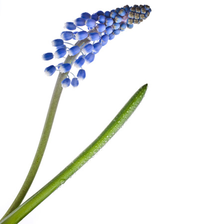 Single Blue Spring flower Muscari close up Isolated on white backgroundの写真素材