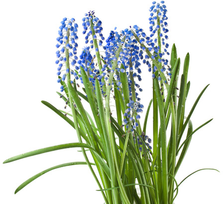 Blue Spring flowers Muscari Isolated on white backgroundの写真素材