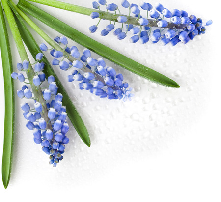 Springs Card surface of Flowers Muscari with water drops Isolated on white backgroundの写真素材