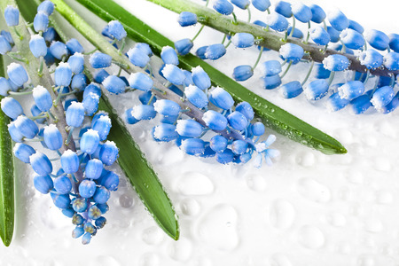 Springs Card surface of Flowers Muscari with water drops Isolated on white backgroundの写真素材