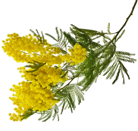 branch mimosa acacia flowers isolated on white backgroundの写真素材