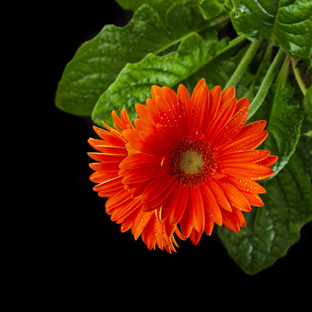 Gerbera flower with water drop close up macro on black backgroundの写真素材