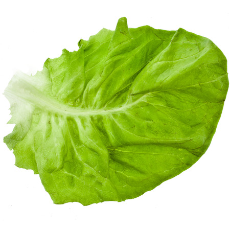 One Single Lettuce Salad Leaf Close up Top View Surface isolated On White Backgroundの写真素材
