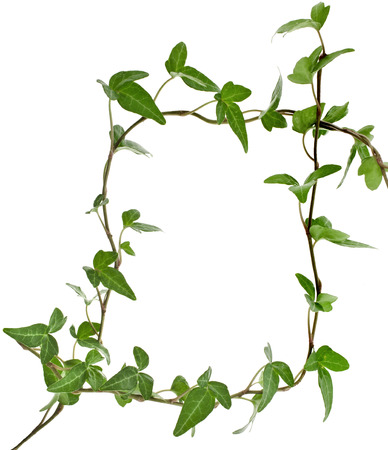Border Frame made of Green climbing plant isolated on white backgroundの写真素材
