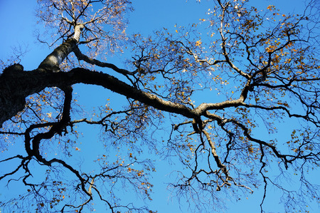     Autumnal tree on blue sky background                           の写真素材