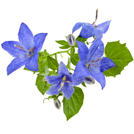 blue color campanula flowers close up macro shot isolated on white backgroundの写真素材