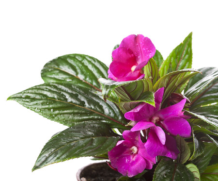 Impatiens flower in a pot isolated on whiteの写真素材