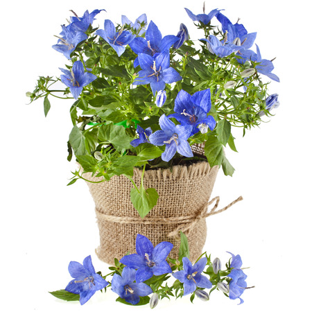 bunch bouquet of bluebell flowers for Valentine s Day isolated on white backgroundの写真素材