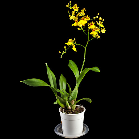Bright Yellow Oncidium Orchid plant in flowerpot on black backgroundの写真素材