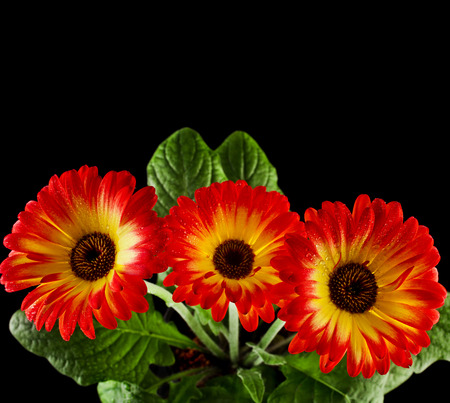 Gerbera flower with water drop close up on black backgroundの写真素材