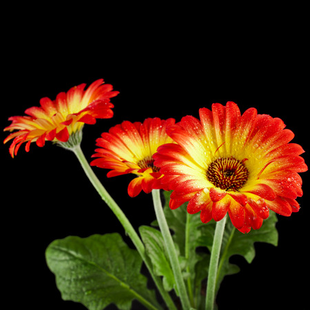 Gerbera flower with water drop on black backgroundの写真素材