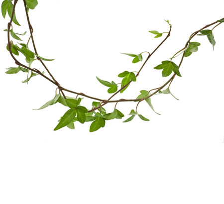 Green ivy plant close up isolated on white backgroundの写真素材