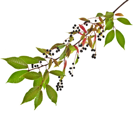 The branch of bird-cherry tree  Prunus padus  isolated on a white backgroundの写真素材