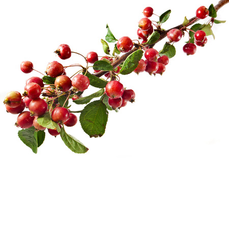 red apples on a branch  Isolated on a white backgroundの写真素材