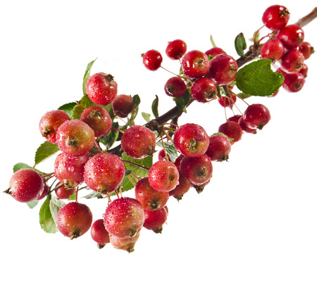 red apples on a branch  Isolated on a white backgroundの写真素材