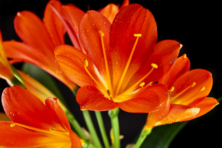 orange color flowers of lily clivia isolated on black backgroundの写真素材