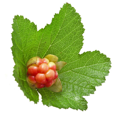 Fresh Cloudberry   Rubus chamaemorus  close up isolated on whiteの写真素材