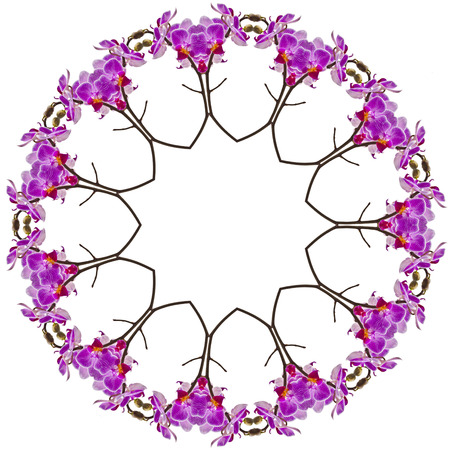 Border Frame Pattern of Bright Orchid plant isolated on white backgroundの写真素材
