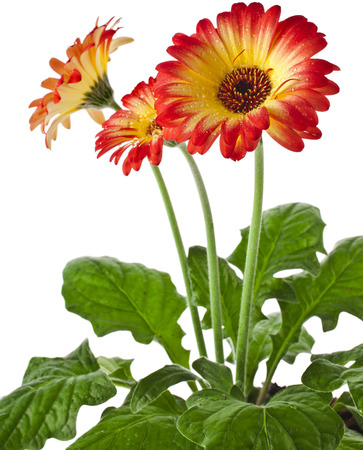 gerbera flowers in flowerpot isolated on white backgroundの写真素材