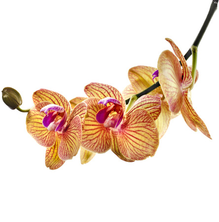 Beautiful flower Orchid Phalaenopsis close-up isolated on white backgroundの写真素材