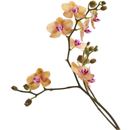 Beautiful Flower Orchid branch close up isolated on white backgroundの写真素材