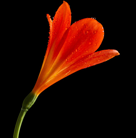 single flower head bud of lily clivia kind close up macro shot isolated on black backgroundの写真素材