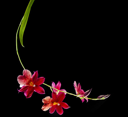 Orchid Burrageara witt copy space isolated on black backgroundの写真素材