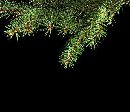 Fresh green fir branch isolated on black backgroundの写真素材