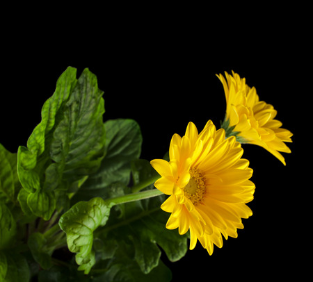 Two Yellow Gerbera flower close up on black backgroundの写真素材