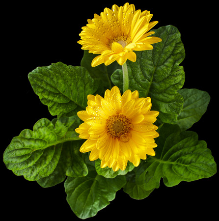 Yellow Gerbera flowers in flowerpots drop on black backgroundの写真素材