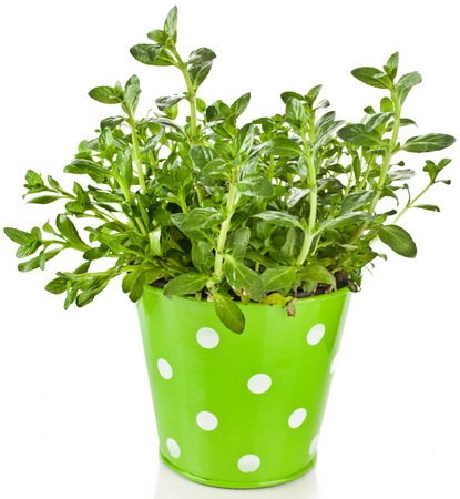 Bunch fresh green mint in metallic bucket pot isolated on whiteの写真素材