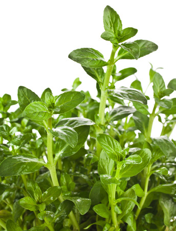 Fresh green mint isolated on whiteの写真素材