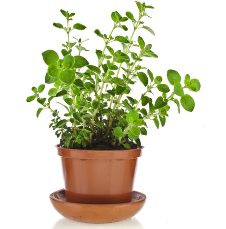 fresh flavoring herbs oregano in brown flower pot isolated on white backgroundの写真素材