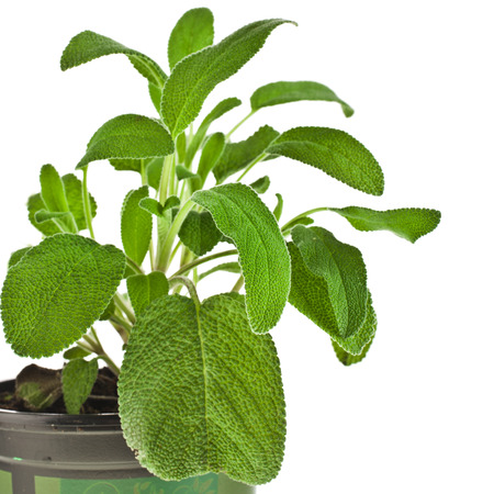 Border of fresh green sage close up macro in flower pot isolated on whiteの写真素材