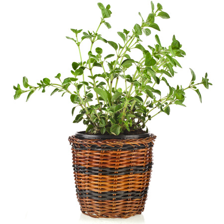 fresh flavoring herbs oregano in brown wicker basket flowerpot isolated on white backgroundの写真素材
