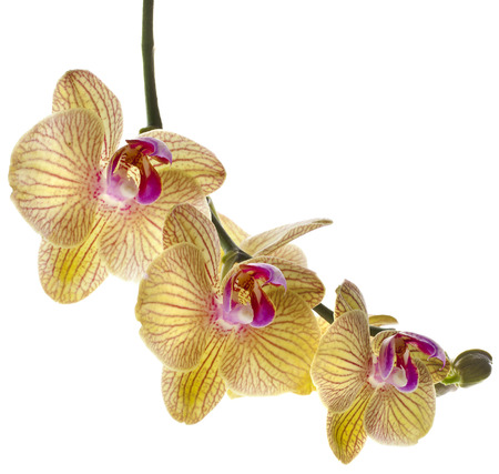 Beautiful Flower Orchid branch close up isolated on white backgroundの写真素材